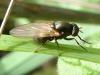 Calliopum sp.