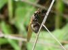 274596 – Photo : Denis Bucaille – France (60)