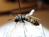 274645 – Photo : Corentin Vandesteene – France (85)