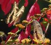 274539 – Photo : Alain Gérard – Costa Rica