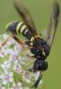 274347 – Photo : Alexis Bliot – France (60)
