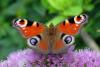 274912 – Photo : jean-claude josien – France (62)