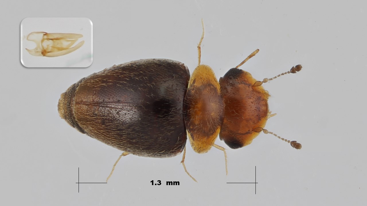loda - Calyptomerus dubius - réf. 274976 (1280 x 720 pixels, 89 ko)