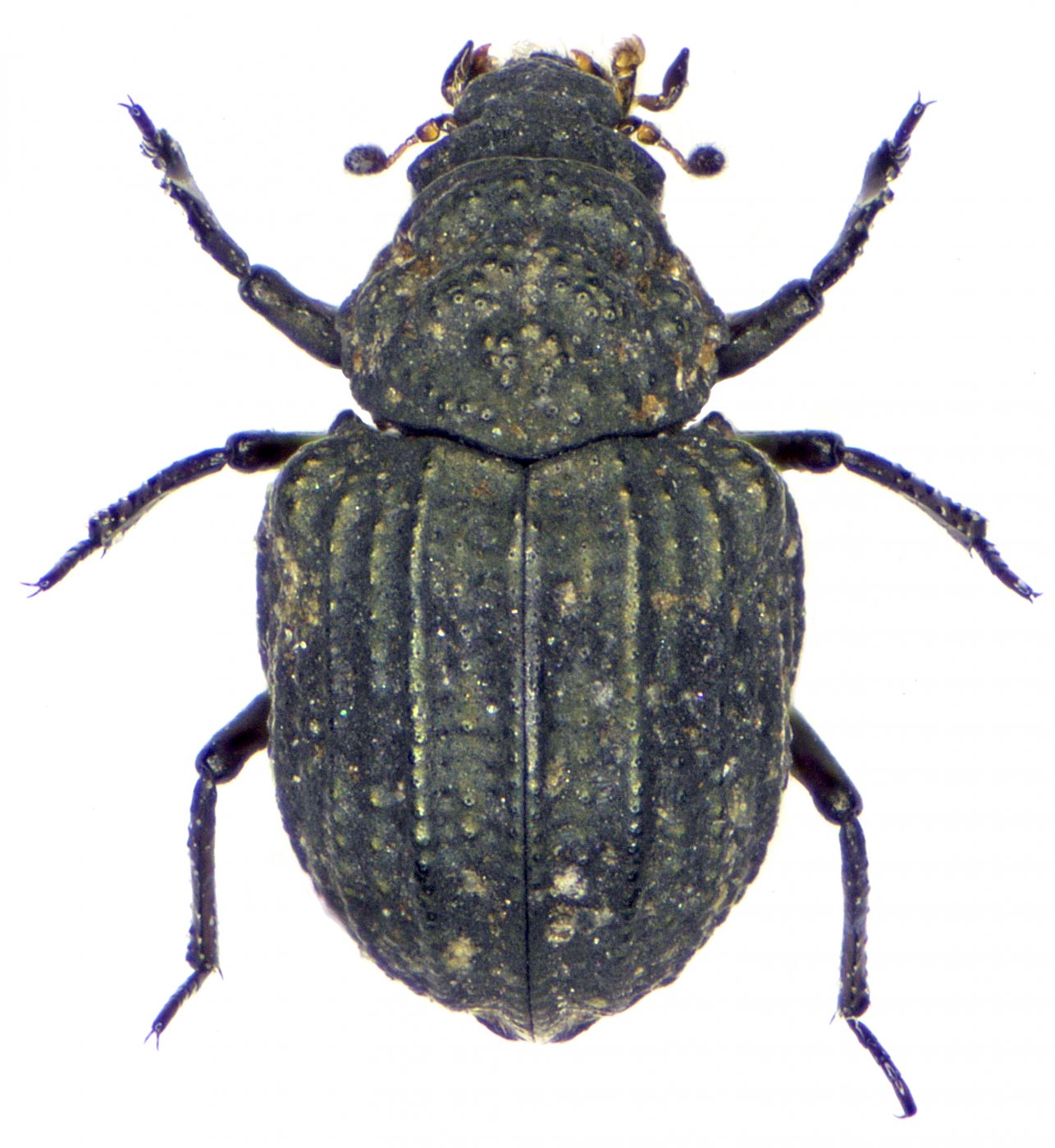 Patrick Deyroze - Georissus (Neogeorissus) costatus - réf. 274889 (1286 x 1400 pixels, 218 ko)