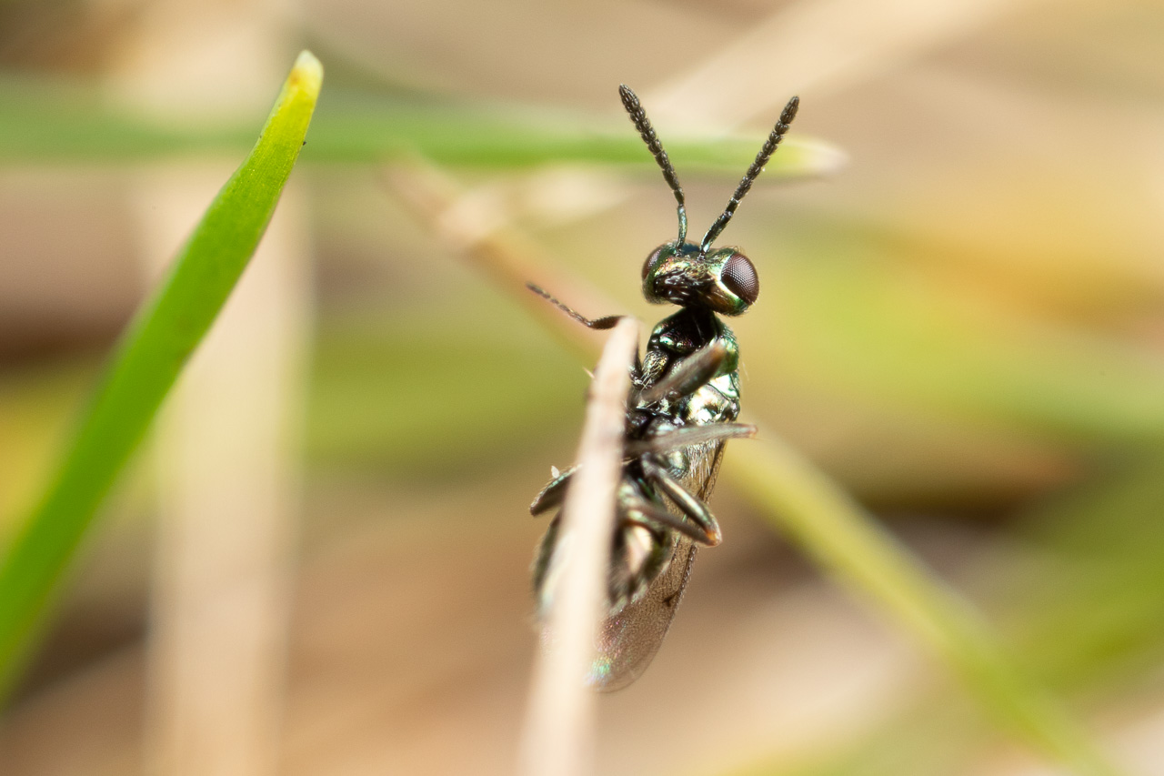 Jessica Joachim - Epiclerus sp. - réf. 274510 (1280 x 853 pixels, 210 ko)