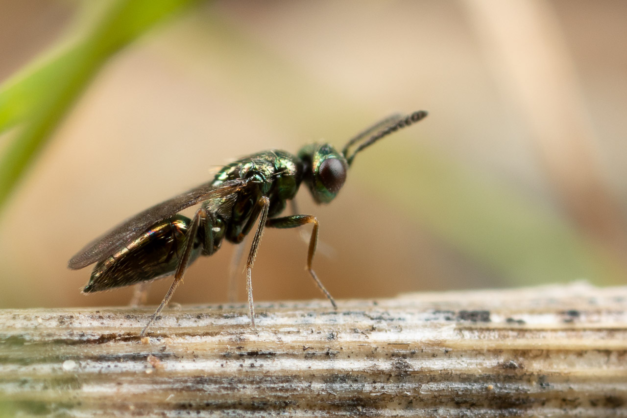 Jessica Joachim - Epiclerus sp. - réf. 274511 (1280 x 854 pixels, 213 ko)