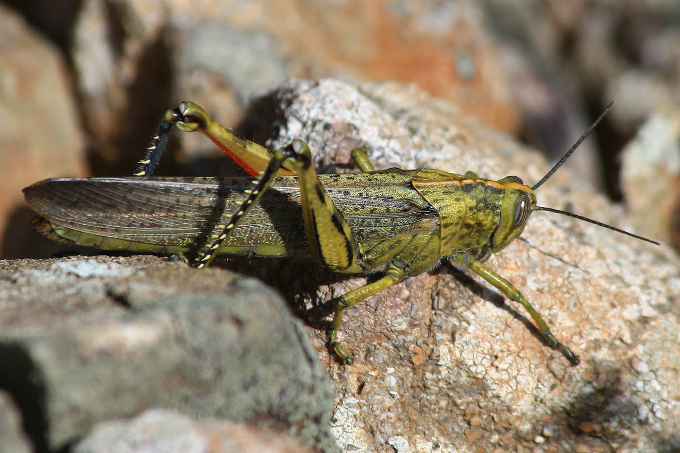 Gerard VIGO - Anacridium aegyptium - réf. 274225 (1400 x 933 pixels, 189 ko)