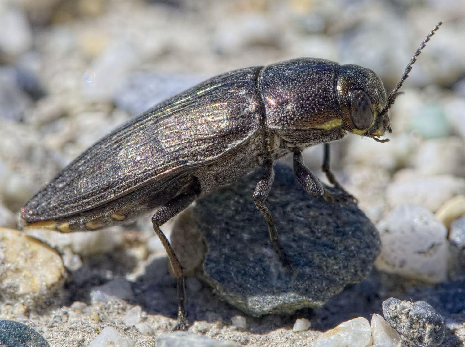 Pierre Bornand - Buprestis (Buprestis) haemorrhoidalis - réf. 274558 (1500 x 1120 pixels, 215 ko)