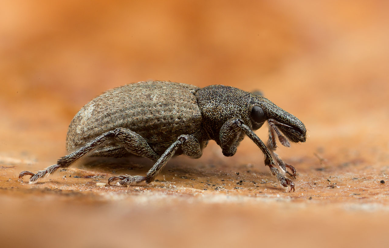 Réf. 274407 — INSECTA > Coleoptera > Curculionidae > Graptus ...