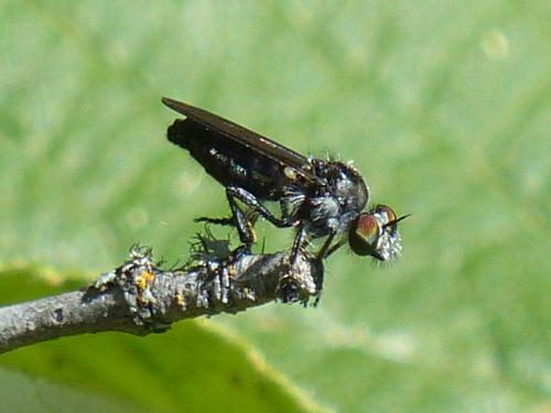 Réf. 275 793 : Holopogon sp.