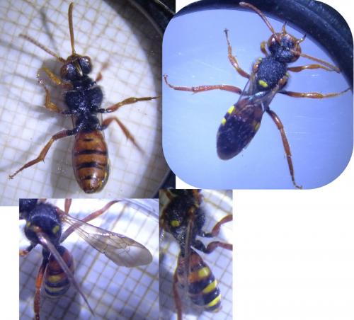 Réf. 275 339 : Nomada bifasciata