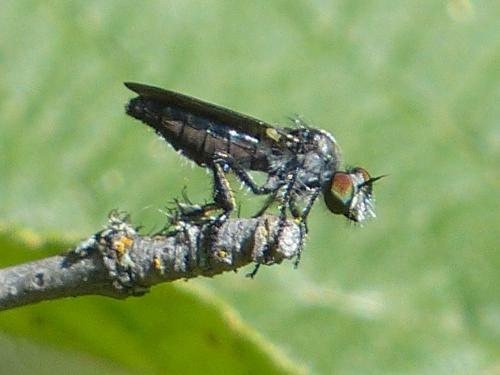 Holopogon sp.