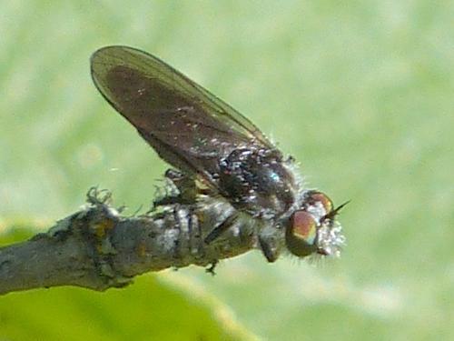 Réf. 275 796 : Holopogon sp.