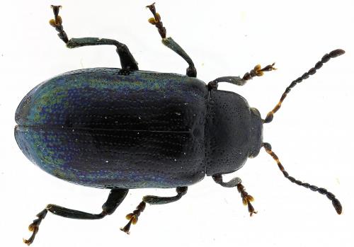 Réf. 275 620 : Phratora vulgatissima