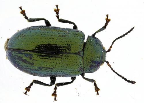 Phratora vitellinae