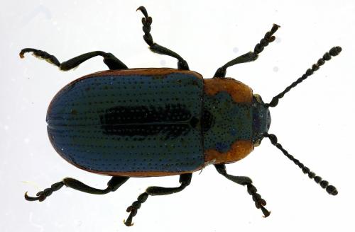 Prasocuris marginella