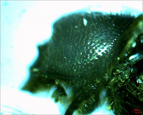 Réf. 275 970 : Onthophagus joannae
