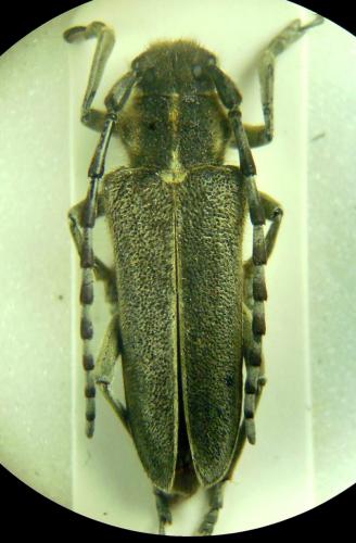 Oxylia argentata languida