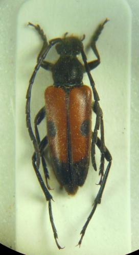 Vadonia ciliciensis