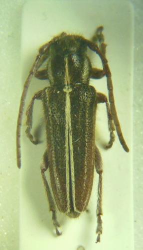 Réf. 275 427 : Phytoecia compacta