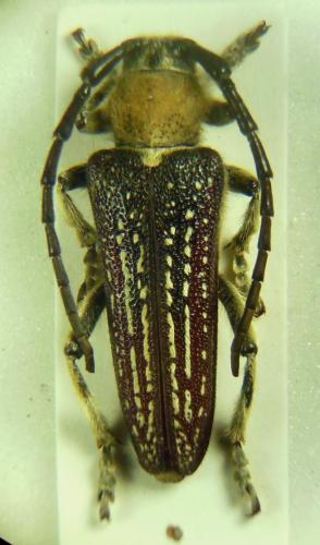 Mallosia scovitzii