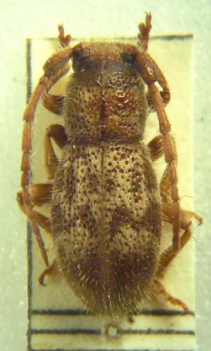 Réf. 275 797 : Parmena solieri lanzai