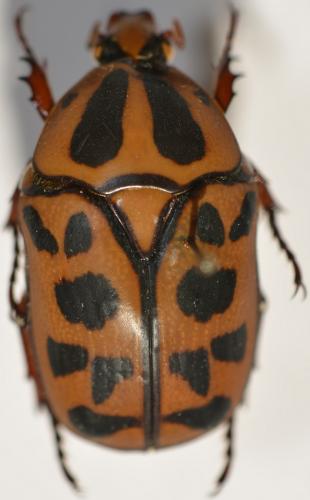Réf. 275 308 : Pachnoda cordata camerounensis