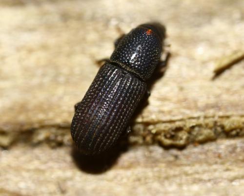 Brachytemnus porcatus