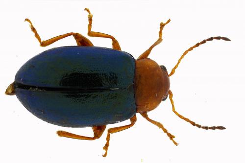Réf. 275 726 : Podagrica fuscicornis