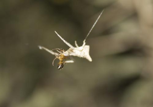 Réf. 275 898 : Tmarus sp.