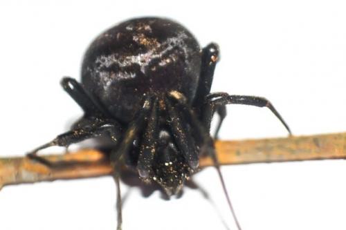 Latrodectus tredecimguttatus