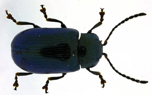 Réf. 275 660 : Phratora laticollis