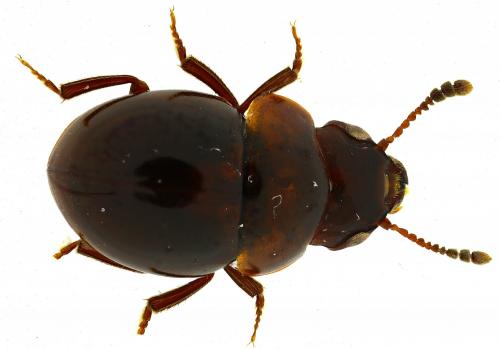 Agathidium nigrinum