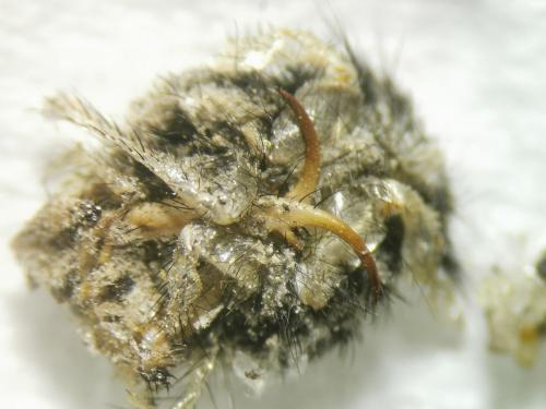 Réf. 275 918 : Euroleon sp.
