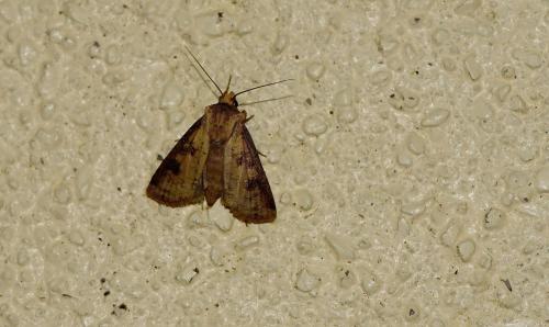 Agrotis clavis