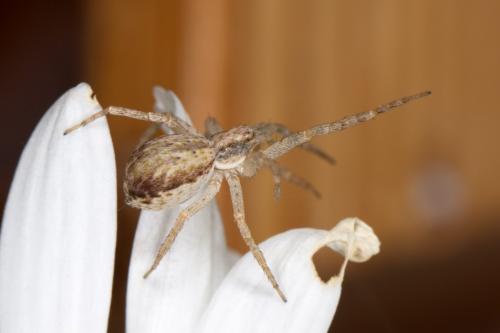 Philodromus dispar