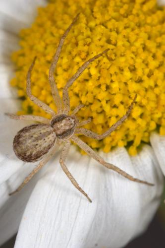 Philodromus dispar