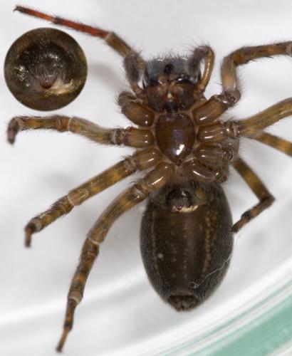 Réf. 275 204 : Amaurobius ferox