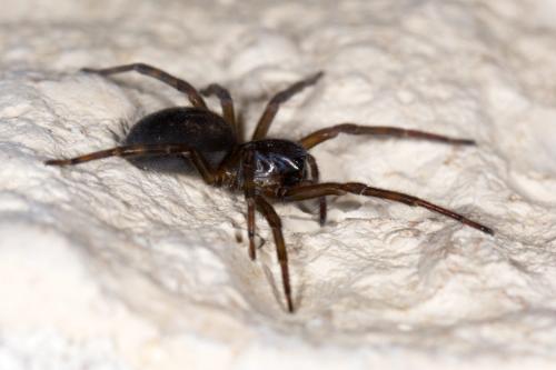 Amaurobius ferox