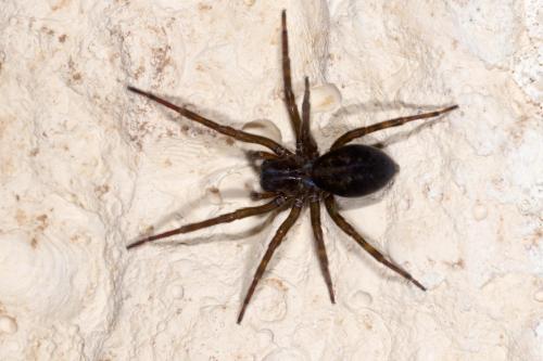 Réf. 275 202 : Amaurobius ferox