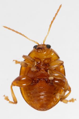 Réf. 275 824 : Sphaeroderma rubidum