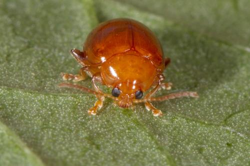 Réf. 275 823 : Sphaeroderma sp.
