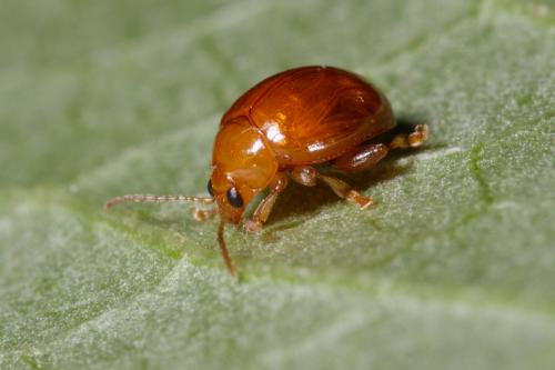 Réf. 275 822 : Sphaeroderma rubidum