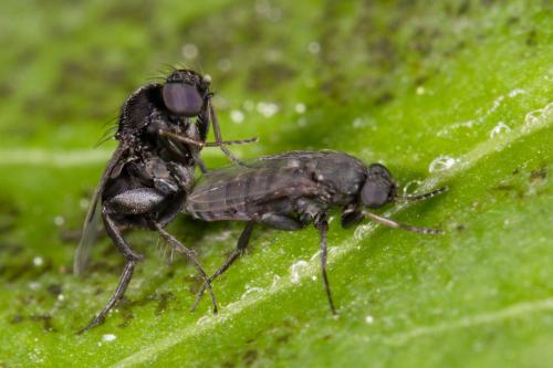 Réf. 275 211 : Phora sp.
