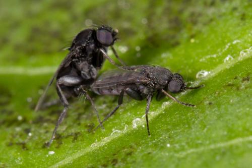 Réf. 275 210 : Phora sp.