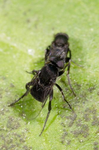 Réf. 275 212 : Phora sp.