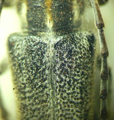 Oxylia argentata languida