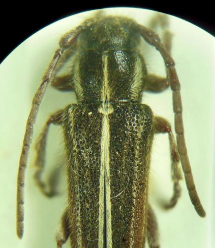 Réf. 275 429 : Phytoecia compacta
