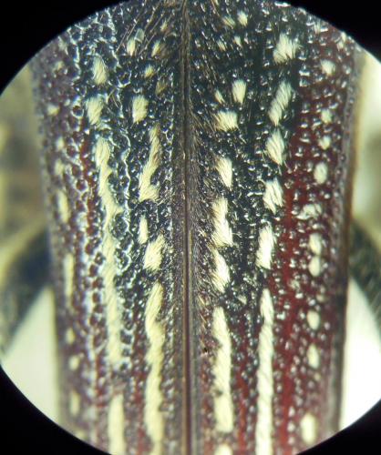 Réf. 275 653 : Mallosia scovitzii