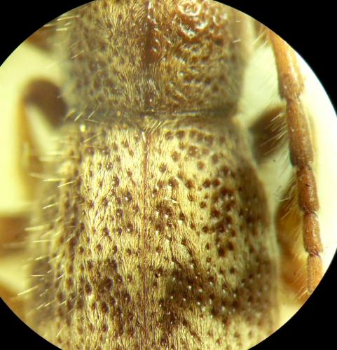 Réf. 275 798 : Parmena solieri lanzai